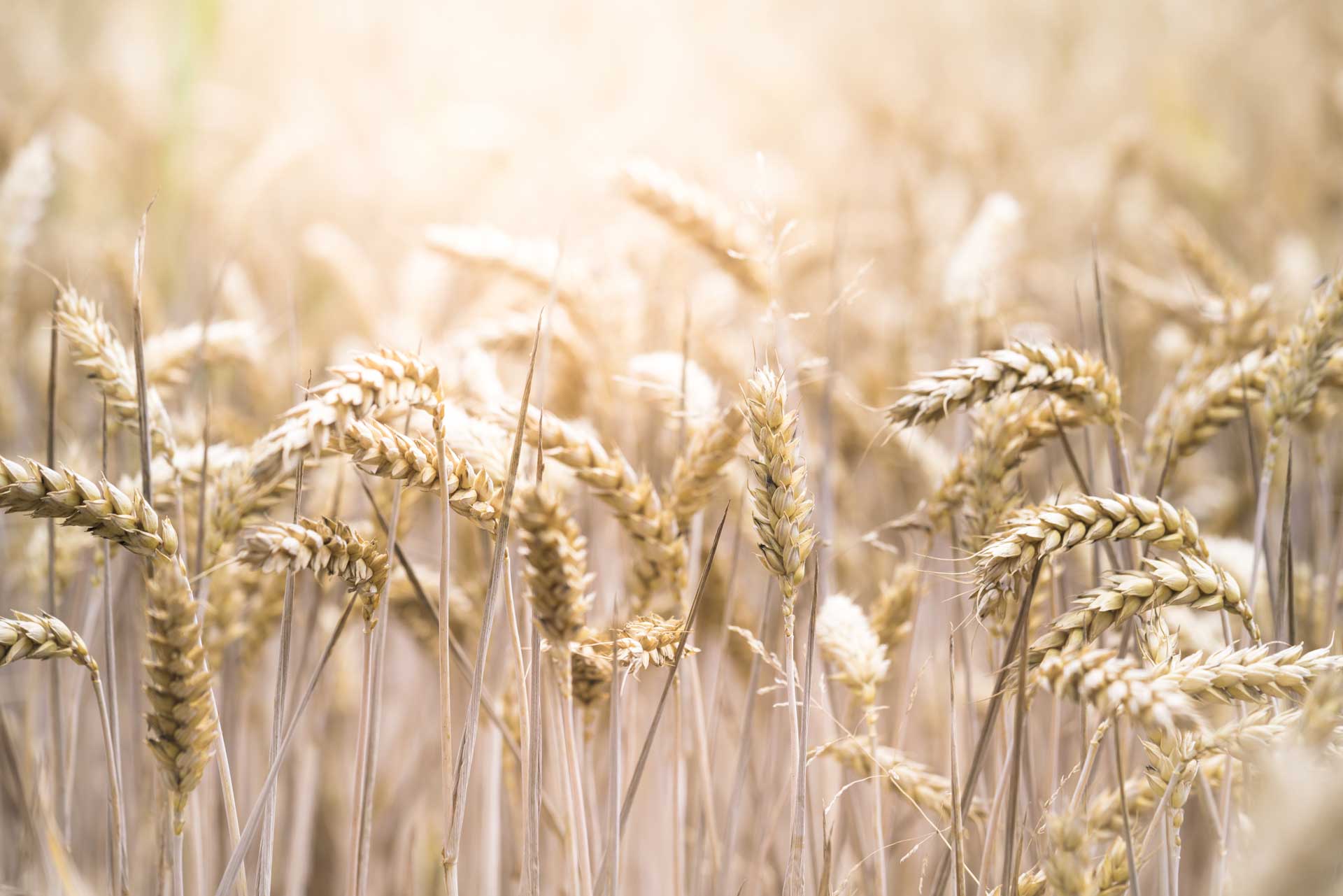 closeup-selective-focus-shot-of-a-beautiful-wheat-field-on-a-sunny-day_light